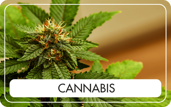 Cannabis - CTA Image.png