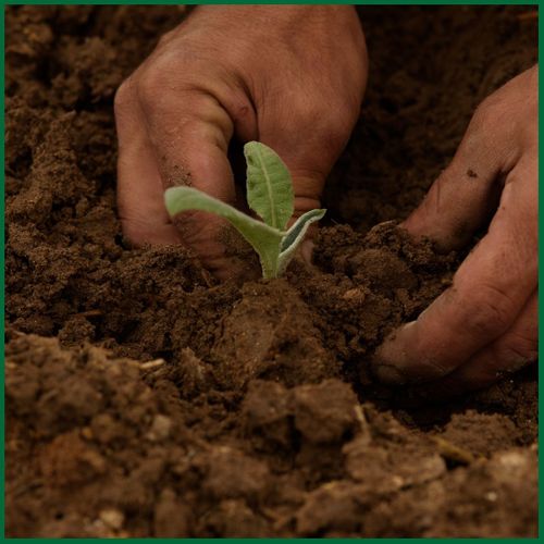 Planting a small plant in dirt