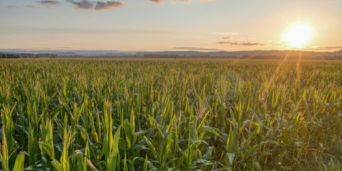 Understanding The Role Of Organic Inputs In Modern Agriculture - Hero.jpg