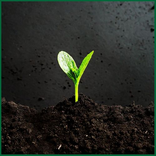 plant beginging to grow