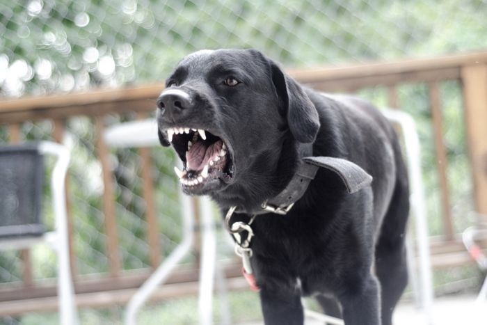image of an angry dog