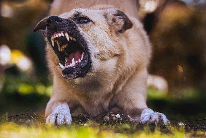 image of a angry dog