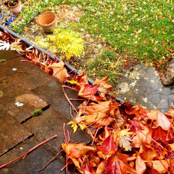 leaves in gutters