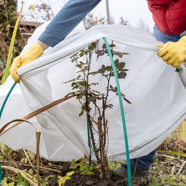 covering a plant for winter