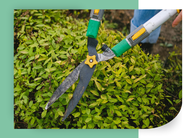 Landscaper Trimming Bush with Hedge Trimmer