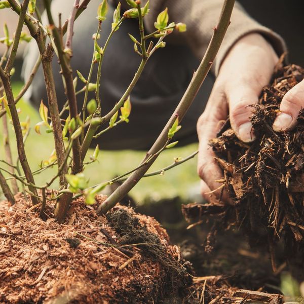 mulching plant