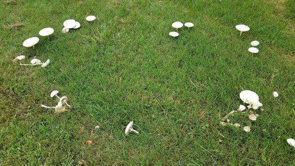 Mushrooms growing in a lawn