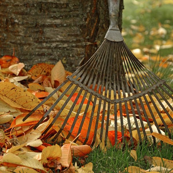 raking leaves