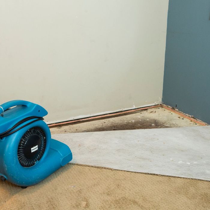 carpet pulled up in corner to reveal mold