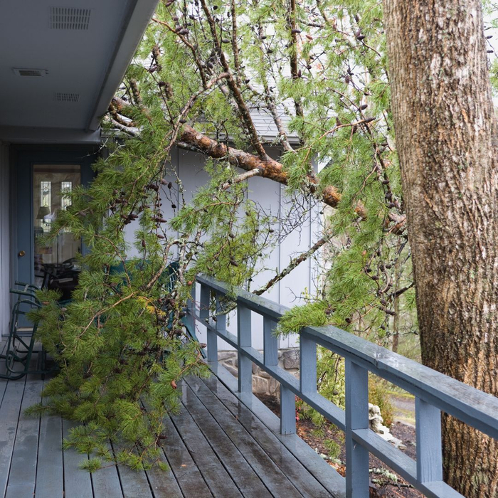 fallen tree on house fallen tree on house