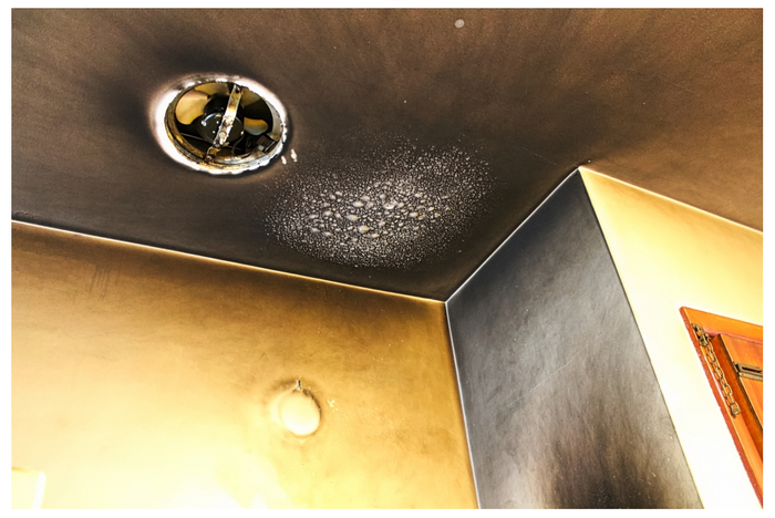 mold damage mold damage