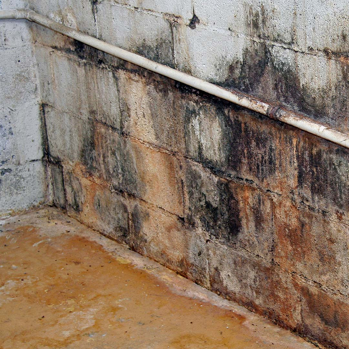 Mold growing on a basement wall