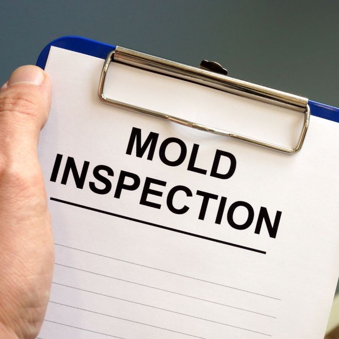 mold inspection. 