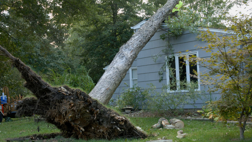 fallen tree from storm damage