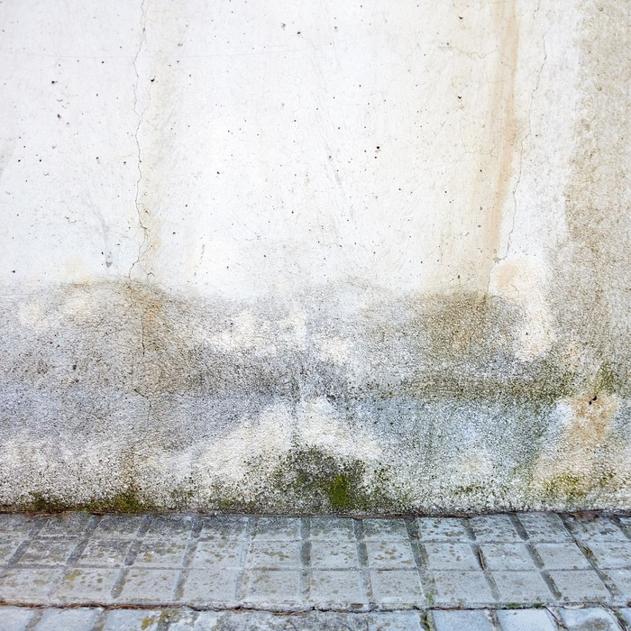 Mold growth caused by water damage