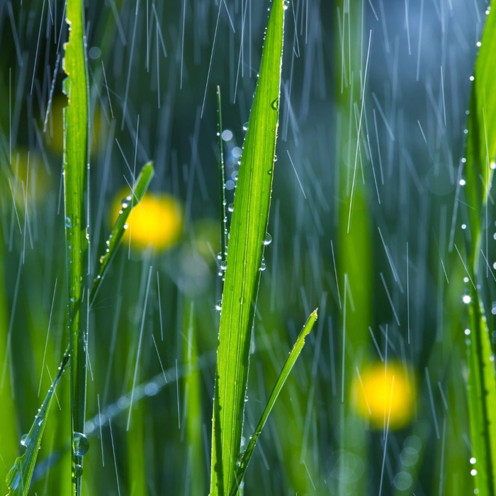 grass getting rained on