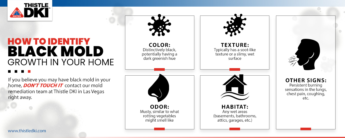 How to Identify Black Mold.jpg