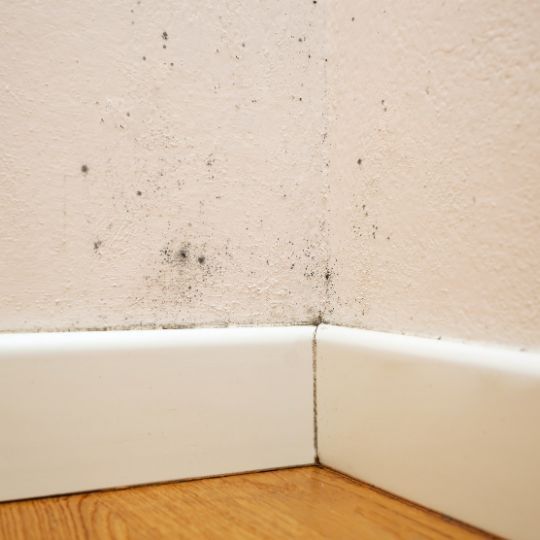 Unexplained Mold or Mildew Growth.jpg