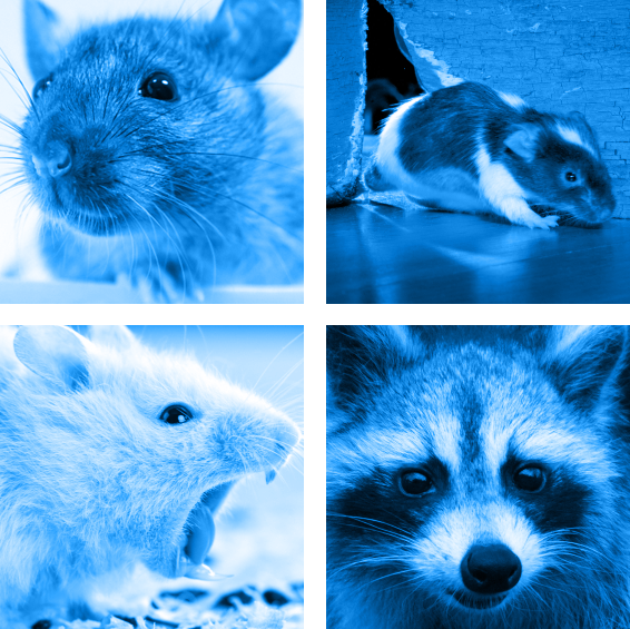 rodents.png