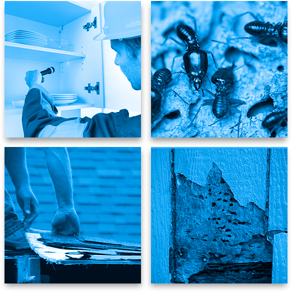 Termite_Collage.png