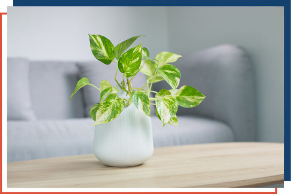 A plant sits on a table in a well-lit room