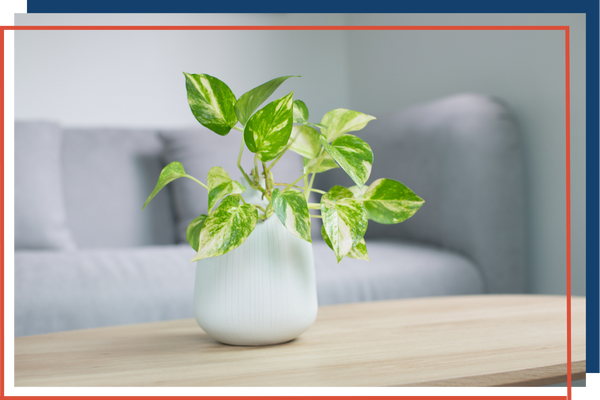 house plant indoor air quality Rockwood3.png