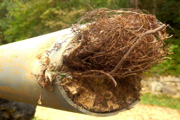 Tree Root Intrusion