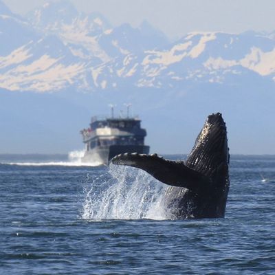 a whale breaching