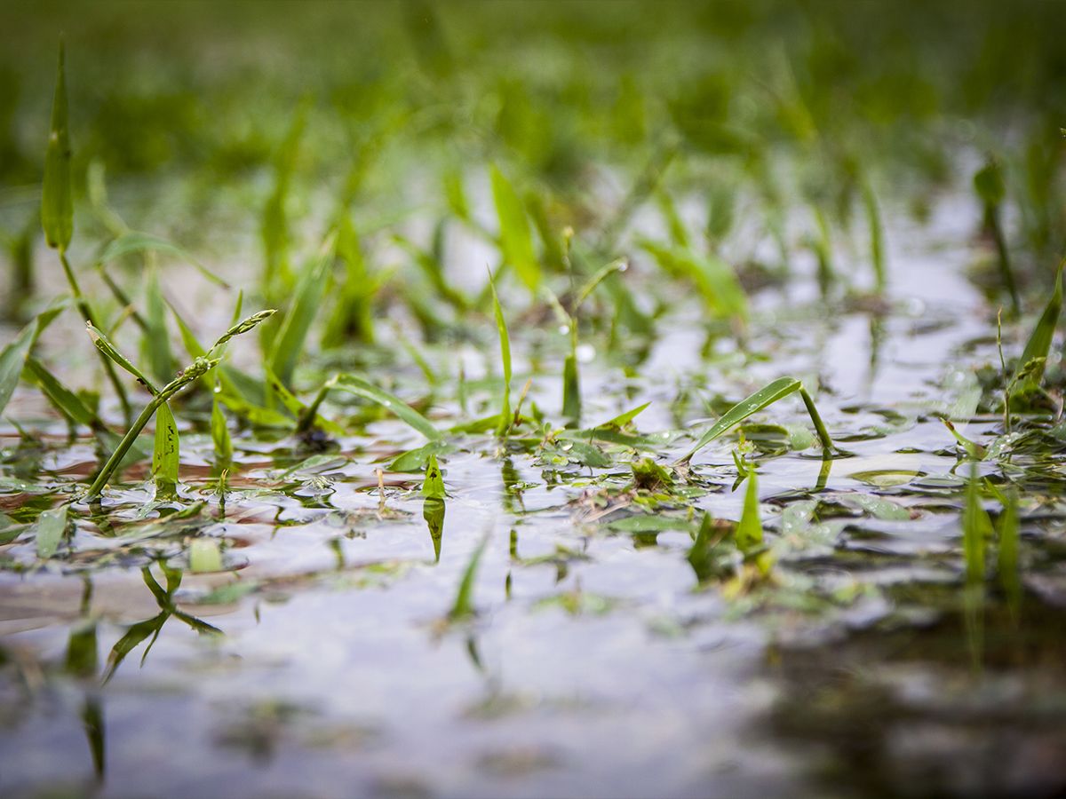 Don’t let standing water ruin your lawn!