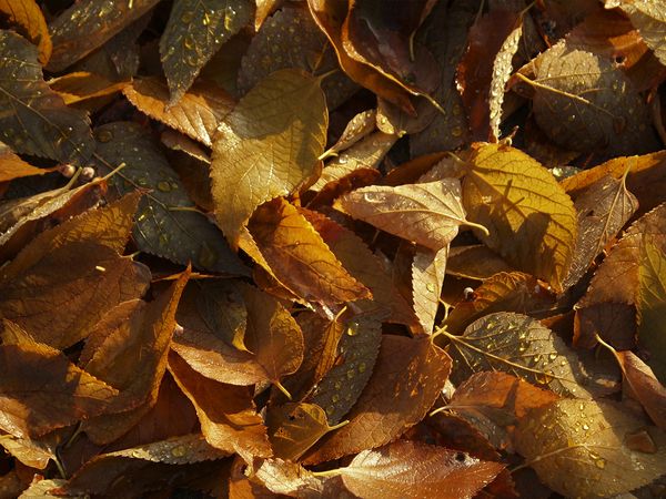 Raking and cleaning up leaves from your yard will help keep it healthy
