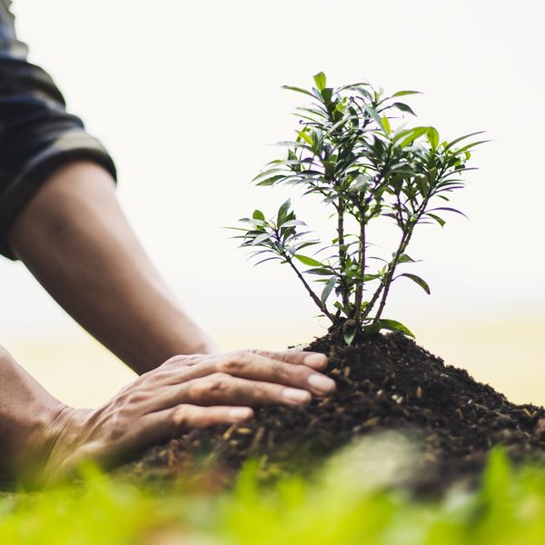 landscaper planting a shrub