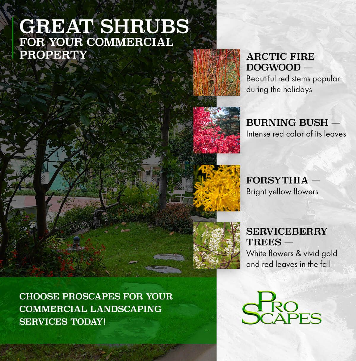 Great Shrubs For Your Commercial Property