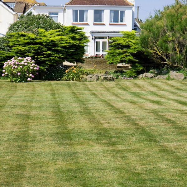 lawn