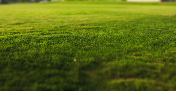 Close-up of grass lawn