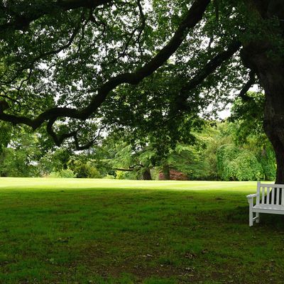 Lawn shaded by a large tree