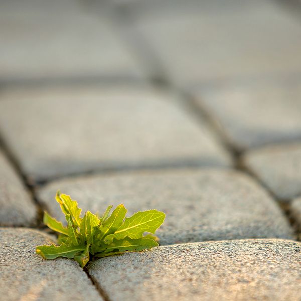 AdobeStock_323523073.jpeg