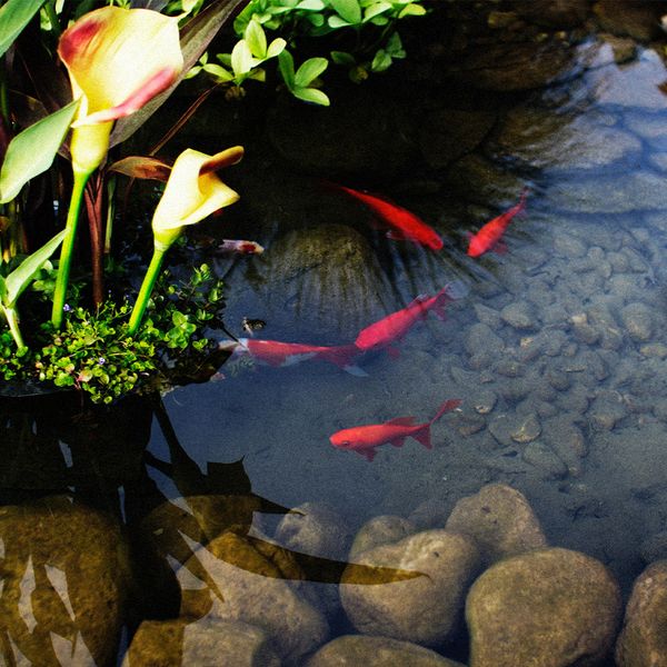 Fish ponds and fountains can drive up your landscape costs 