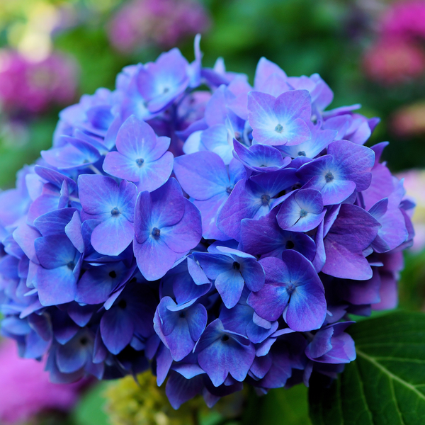 Post 3 - Hydrangeas.png