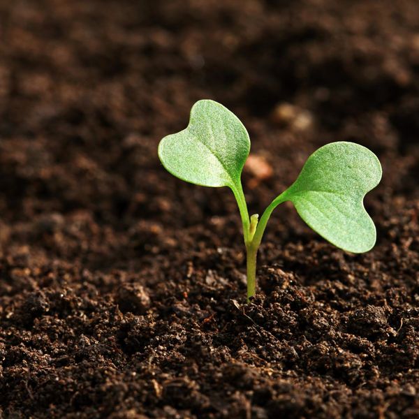 Understanding Soil Types_ How to Choose the Right Plants for Your Grounds - 1.jpg