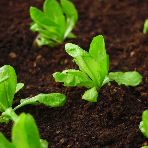 Small plants growing from soil