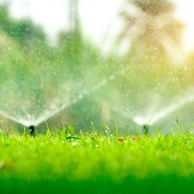 Sprinklers watering a green lawn