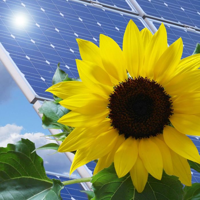 sunflower growing in front of solar panel
