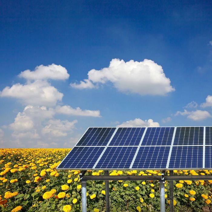 solar panels in field of flowers