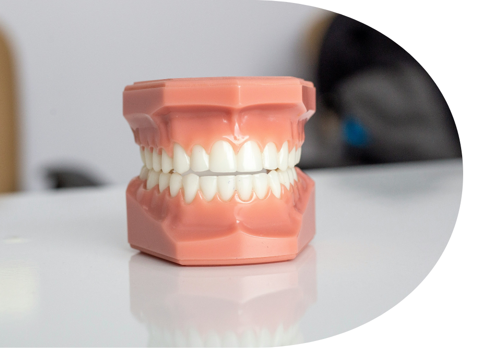 Perfect teeth model Perfect teeth model