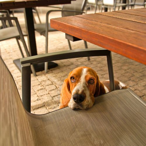 dog with head on patio chair