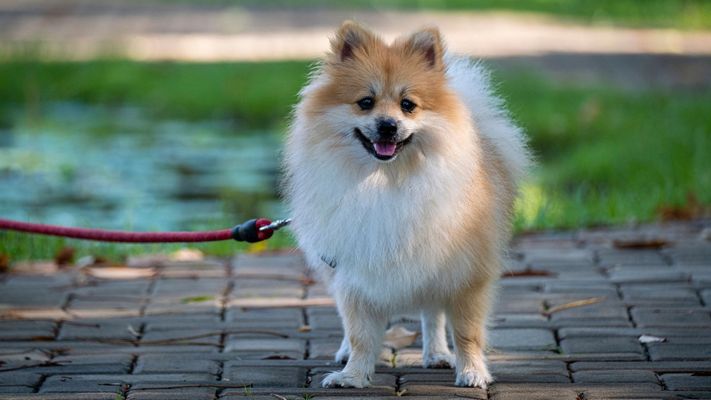 small dog on a leash