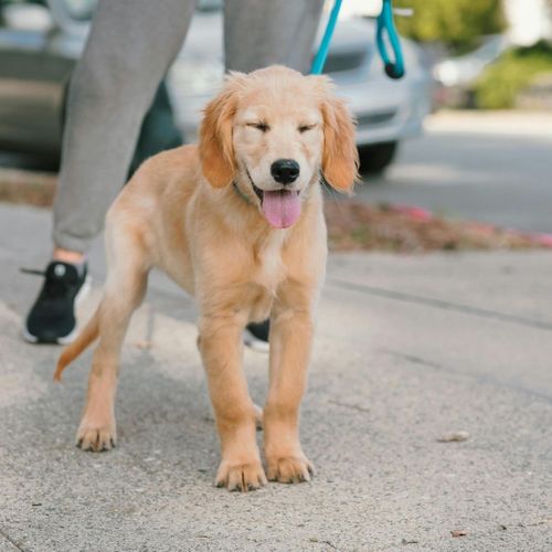 puppy walking on sidewalk