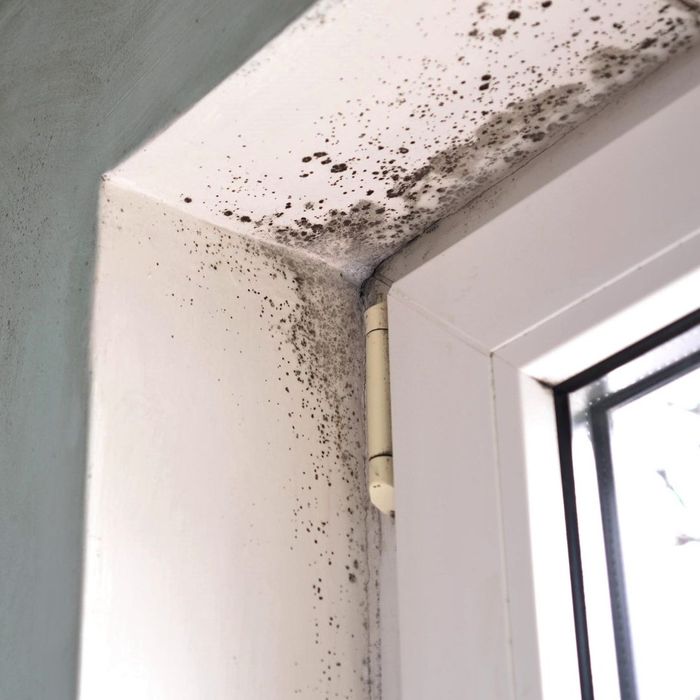 TAKE CARE OF YOUR PROPERTY MOLD ISSUES NOW.jpg