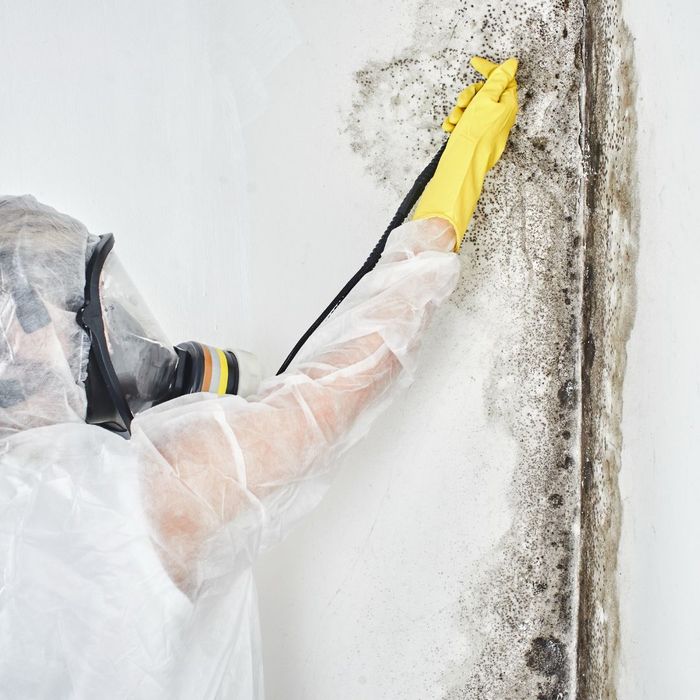 WHAT TO EXPECT FROM MOLD REMEDIATION