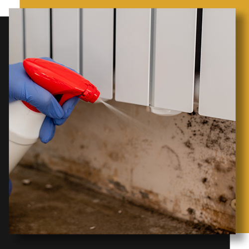MOLD REMOVAL AND CLEANUP.png